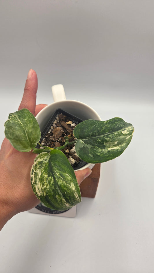 Scindapsus Exotica Salaka Tricolore (SCI-1048)
