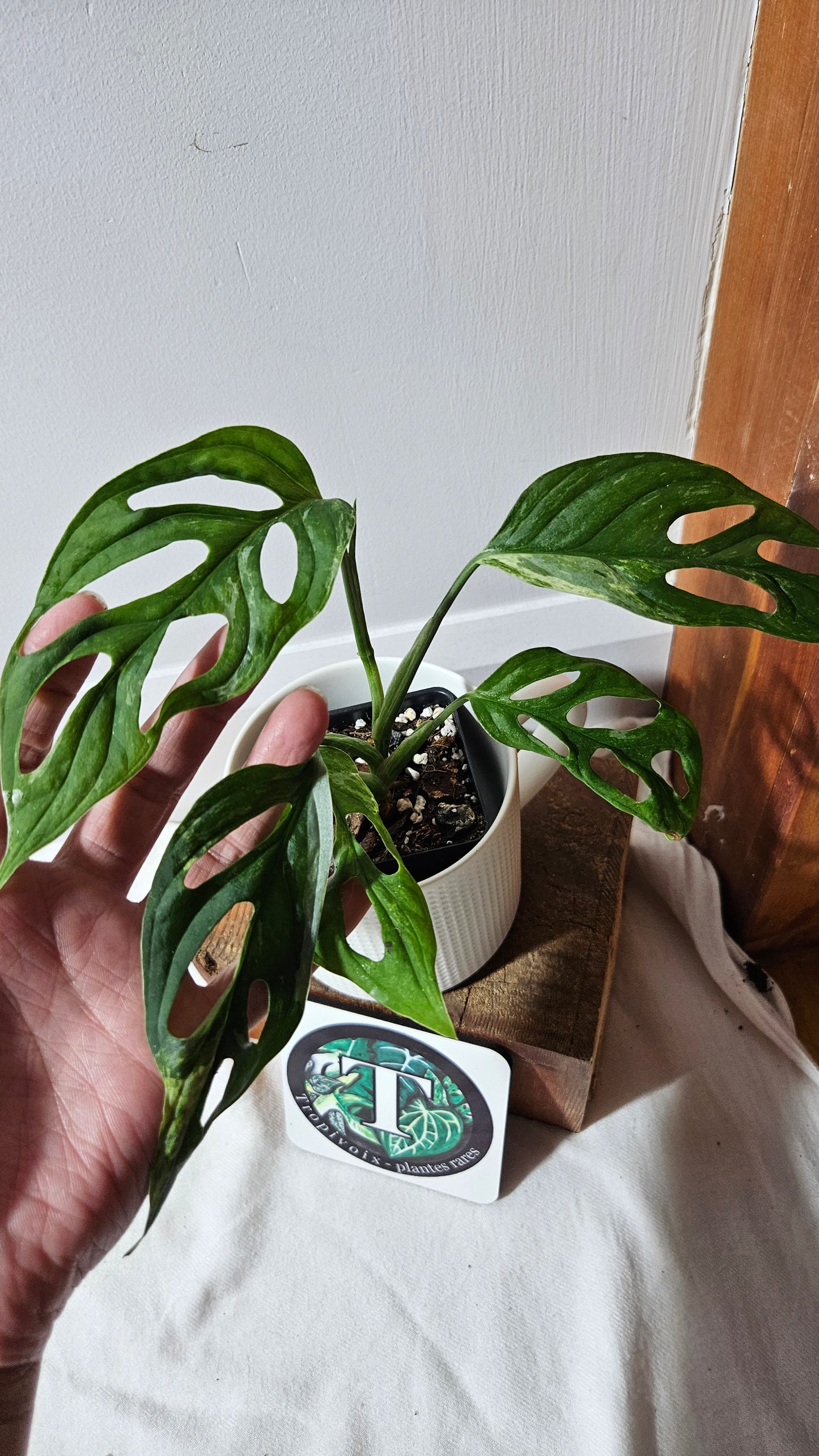Monstera Andasonii Mint/Indo (MON-484)