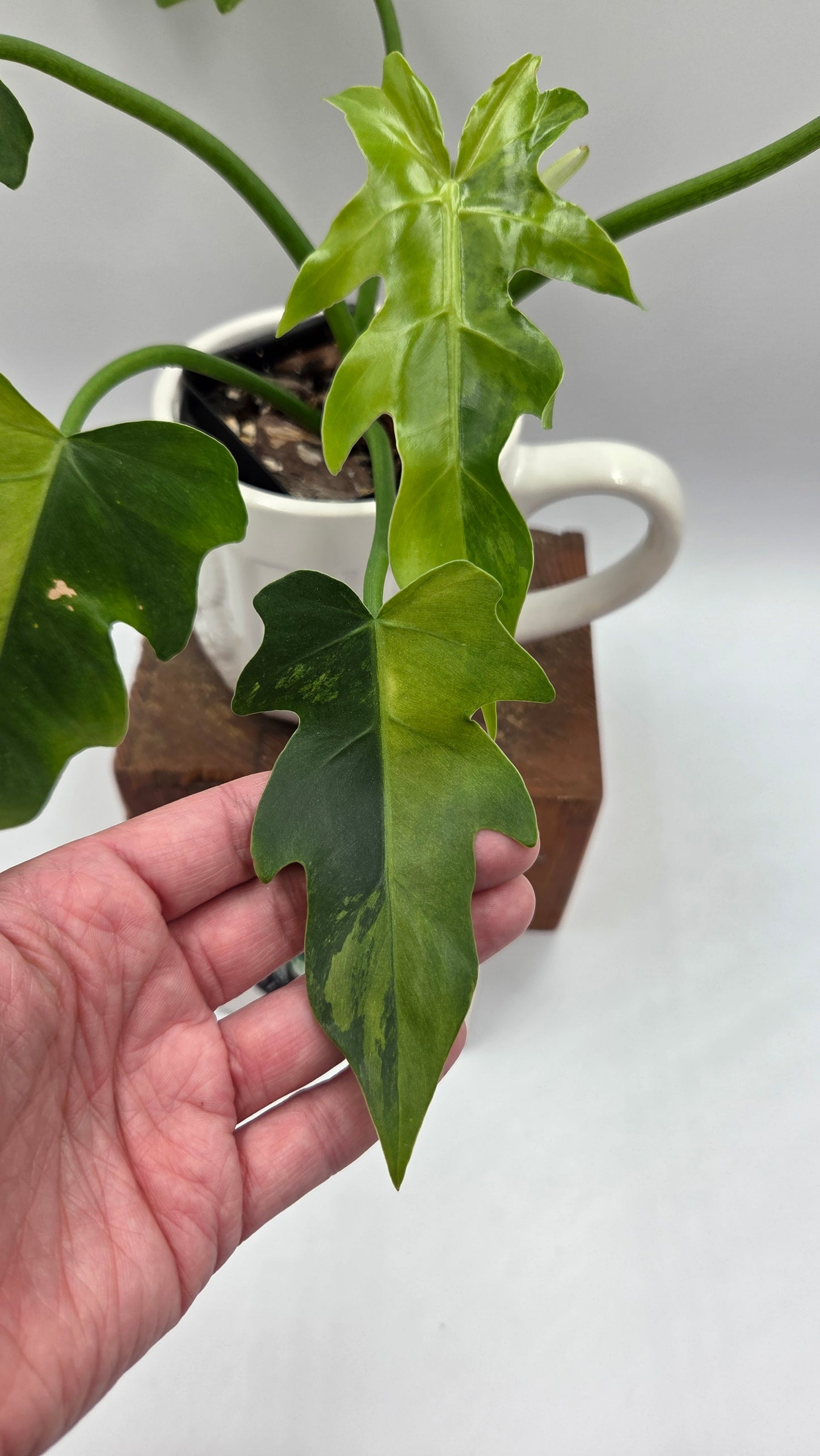 Philodendron Radiatum Variegata (PHI-1020)