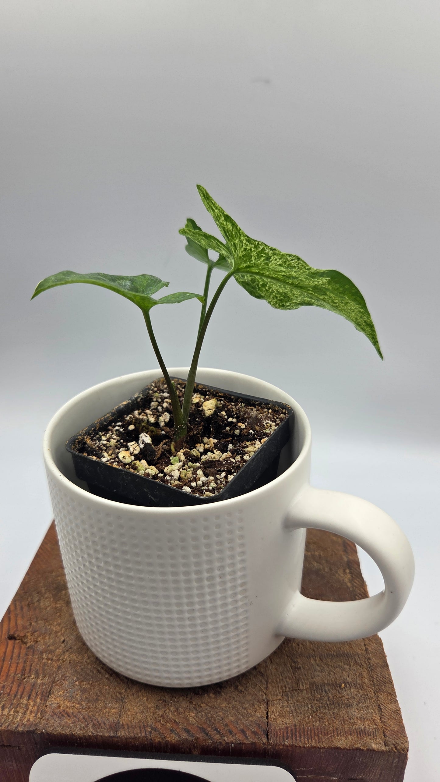 Syngonium Mojito (SYN-515)