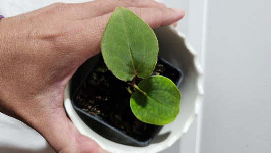 Anthurium Black Velvet Panama"format PETIT" (ANT-466)