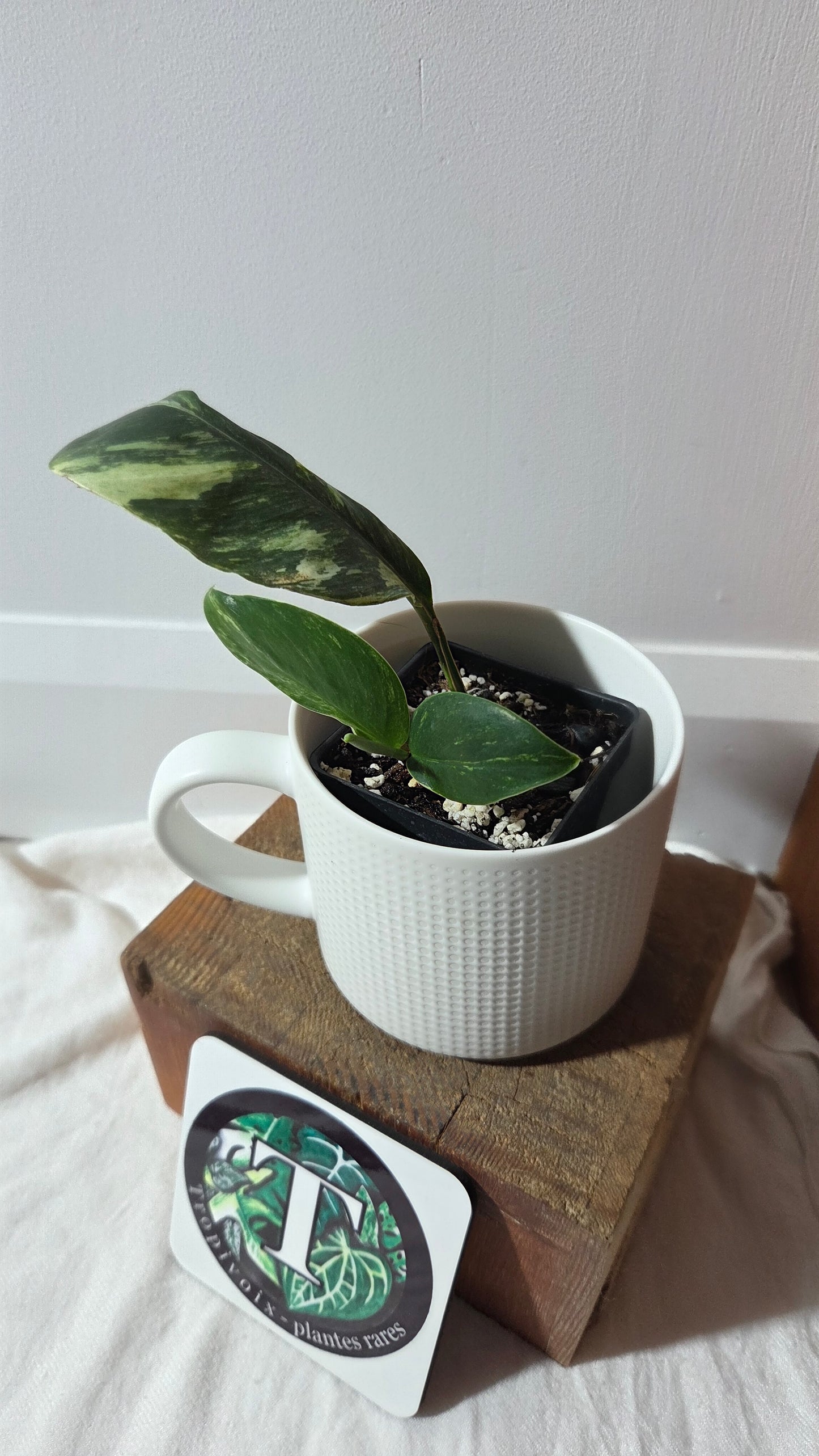 Rhaphidophora Elliptifolia Variegata (AUT-093)