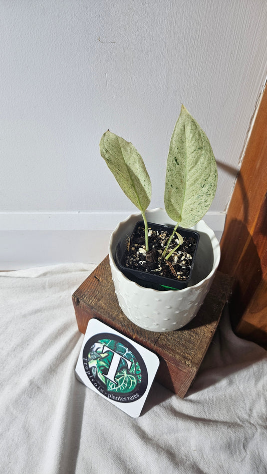Monstera Laniata Mint (MON-392)