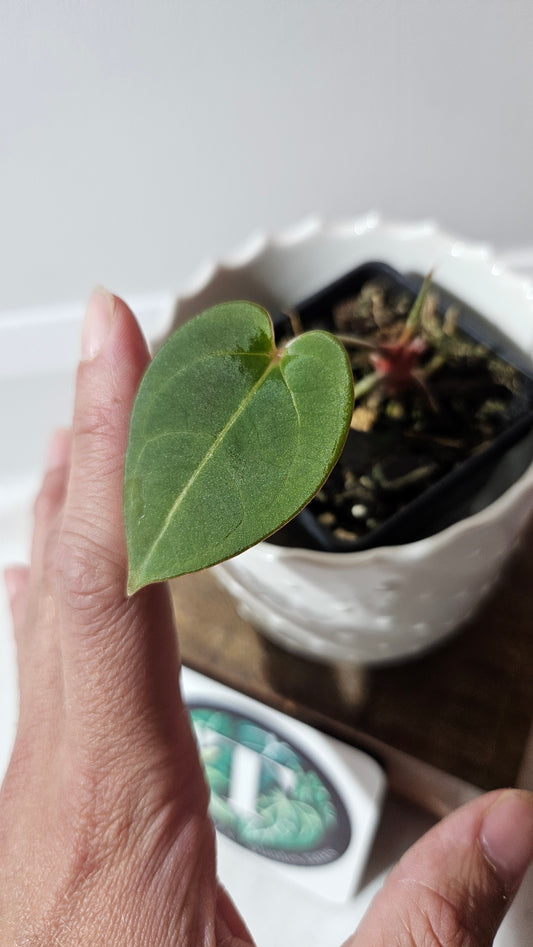 Anthurium Hoffmanii Red Dot (ANT-470)