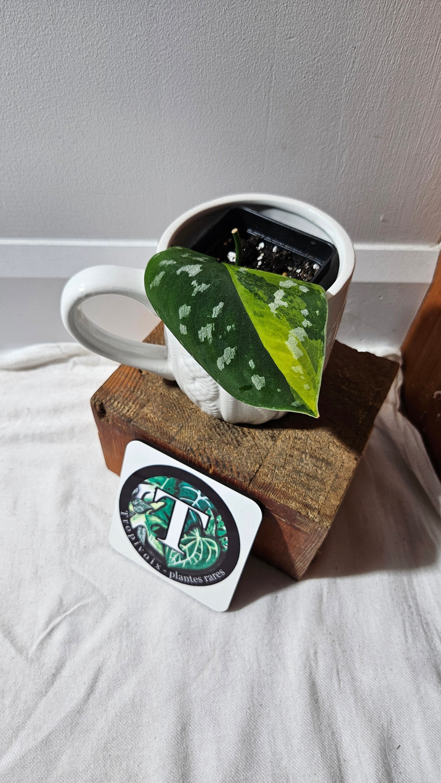 Scindapsus Sentarum (SCI-1130)