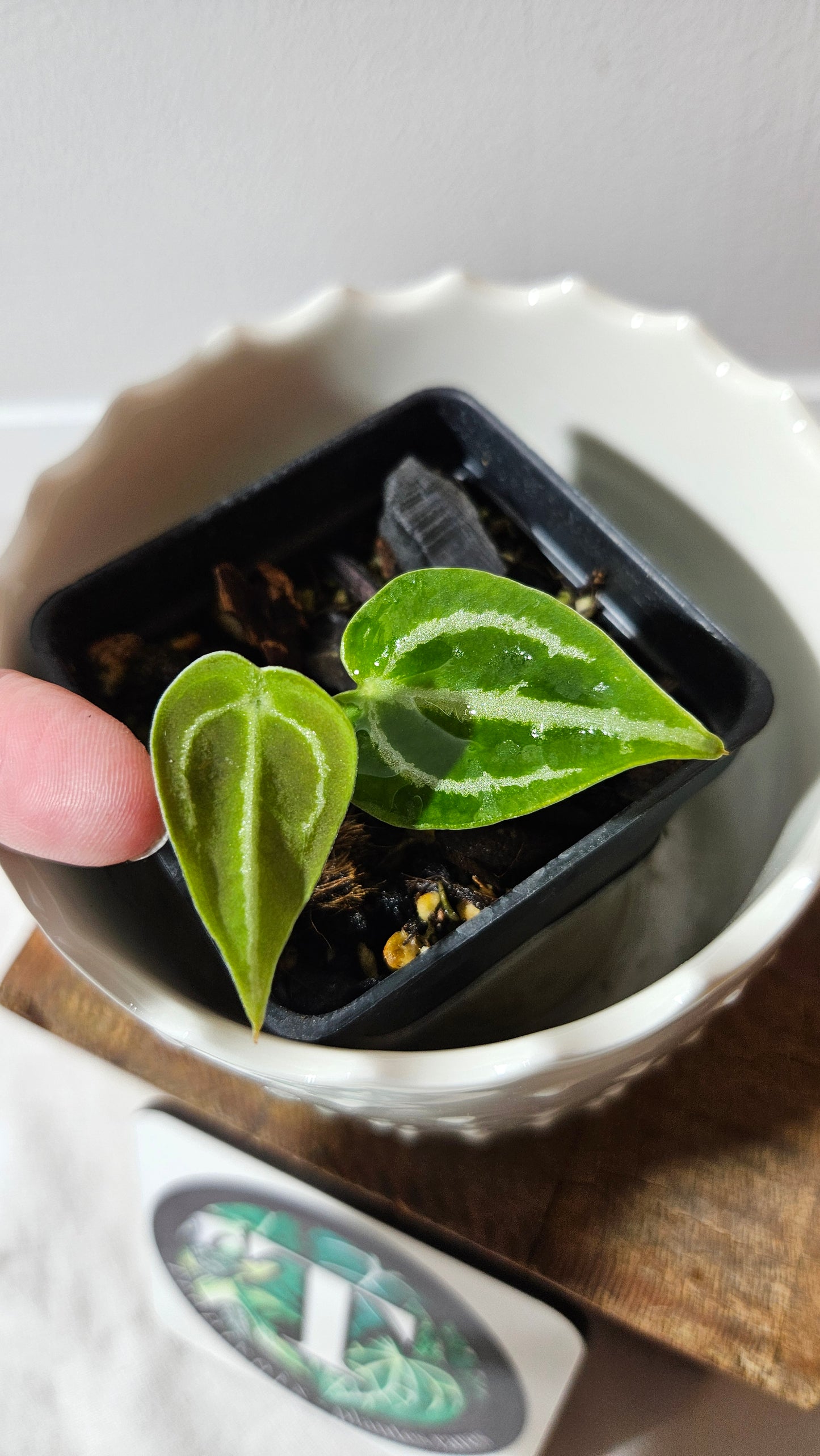 Anthurium Forgetii X Crystallinum Silver Special "format SEEDLING" (ANT-175)