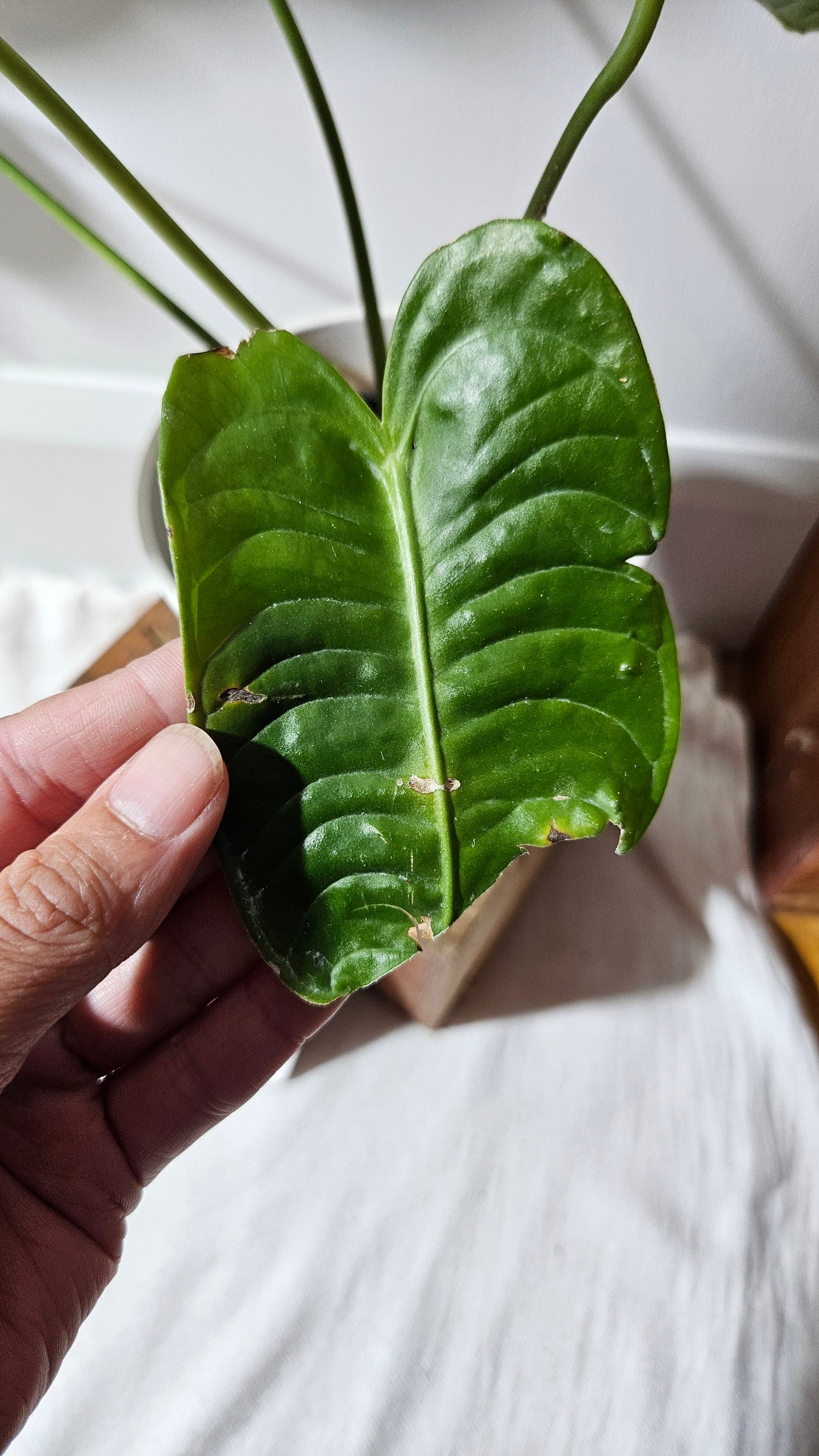 Anthurium Veitchii El cauca "format MOYEN/LARGE" (ANT-488)