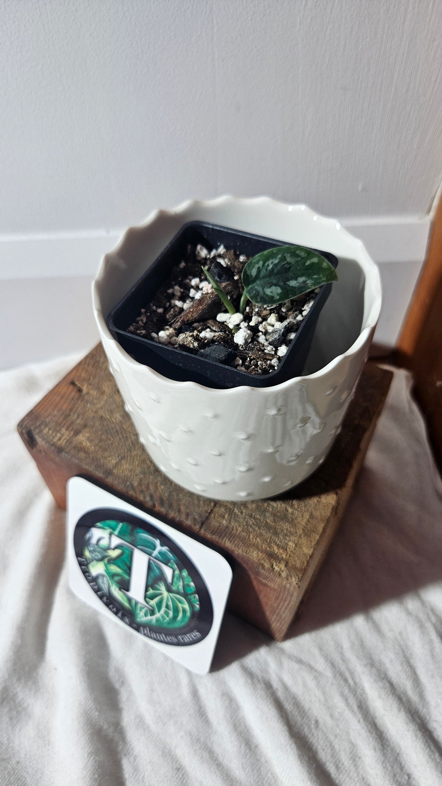 Scindapsus Dark Tricolore (SCI-931)
