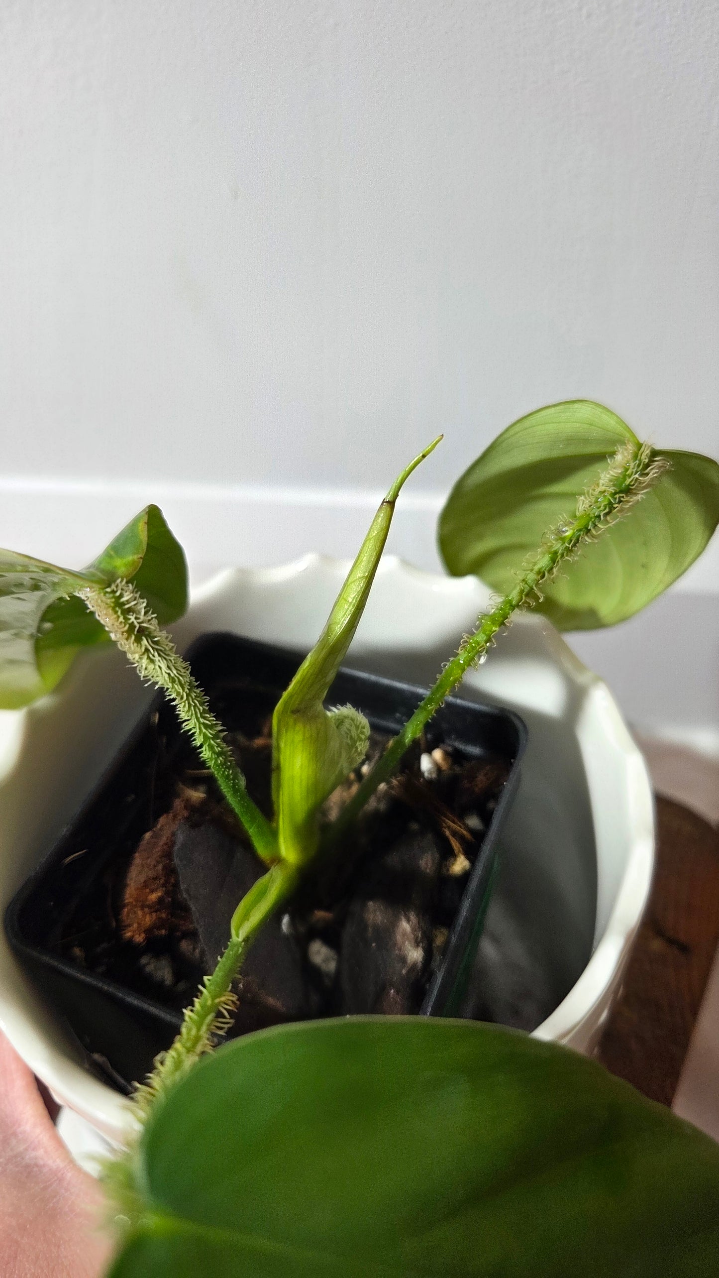 Philodendron Genevievianum (PHI-1011)