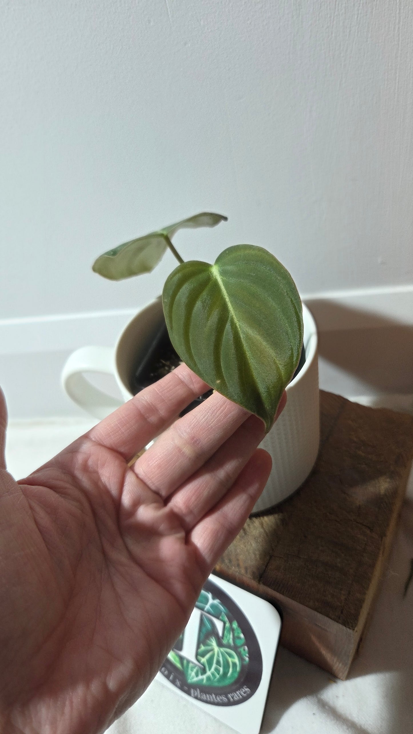 Philodendron Glorious (PHI-995)