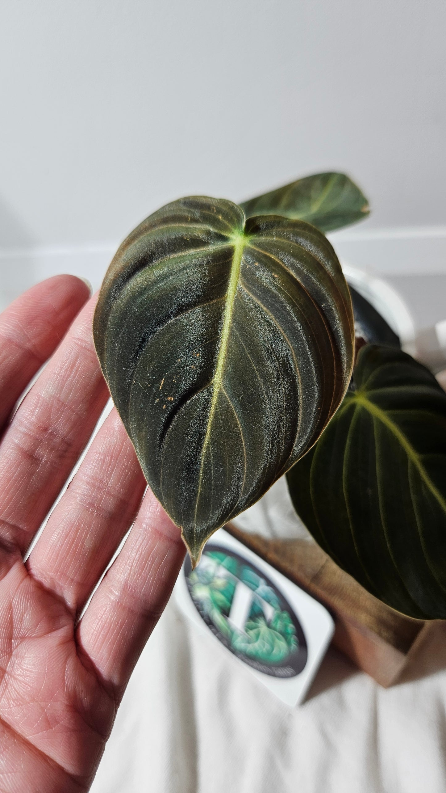 Philodendron Melanochrysum (PHI-615)