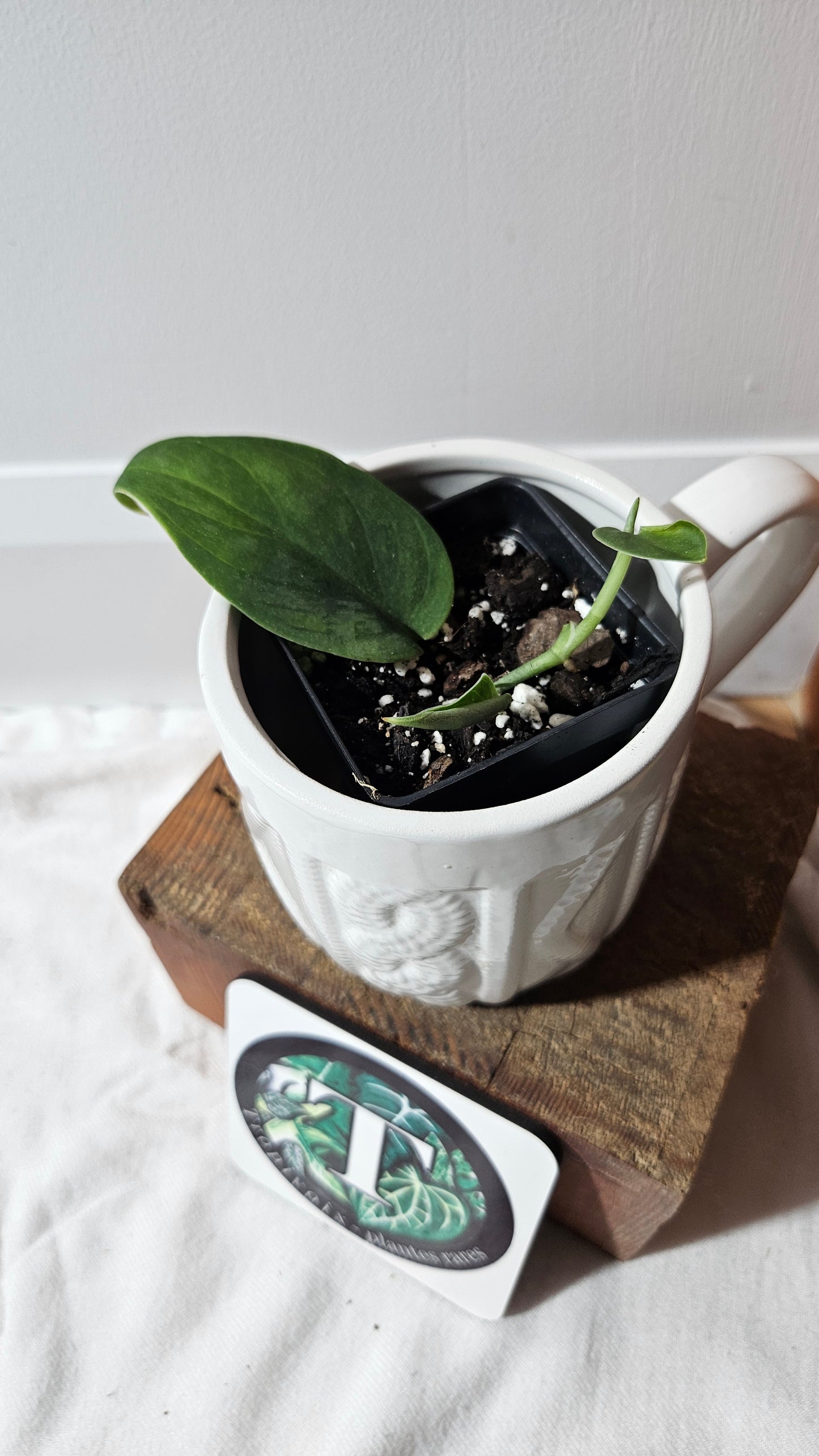 Scindapsus Blurik (SCI-1296)