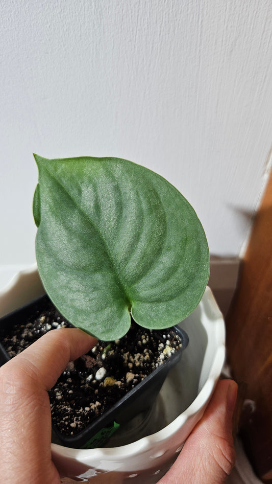 Scindapsus Dark Splash Bornéo (SCI-1035)