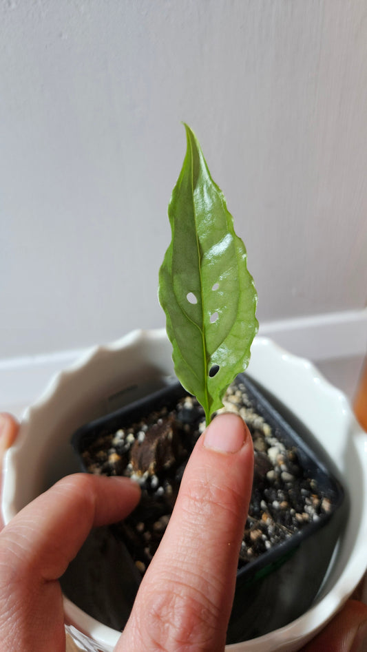Monstera Obliqua Peru (MON-424)
