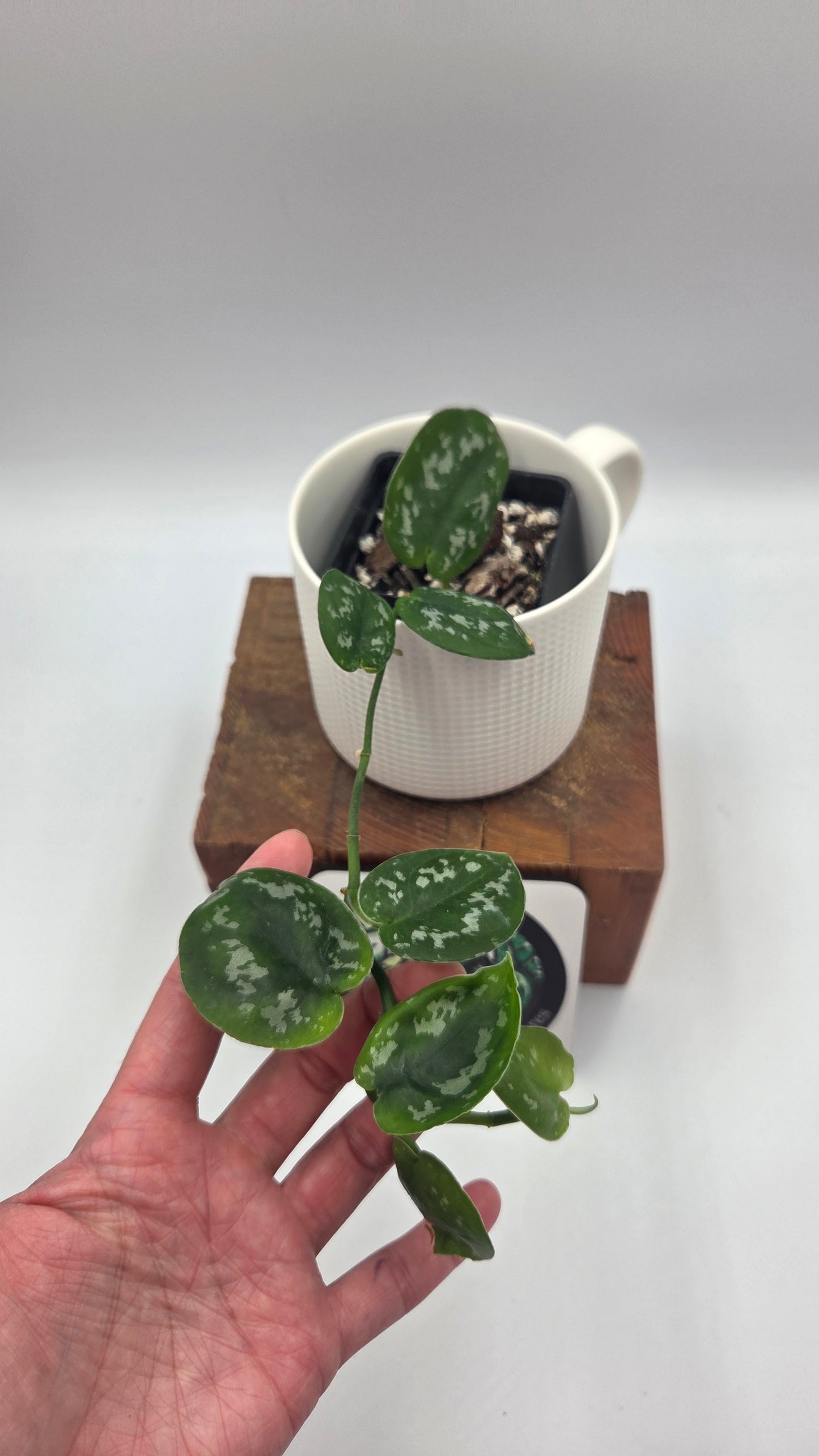 Scindapsus Black Exotica (SCI-1332)