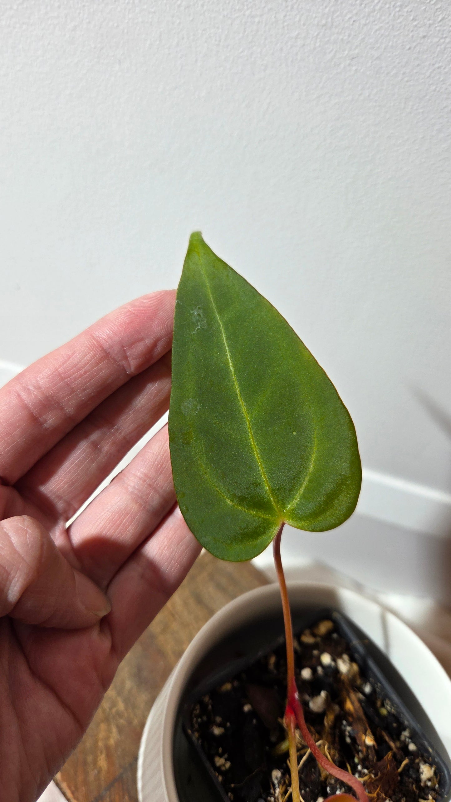 Anthurium Papillilaminum Xone Hybrid "format PETIT" (ANT-650)