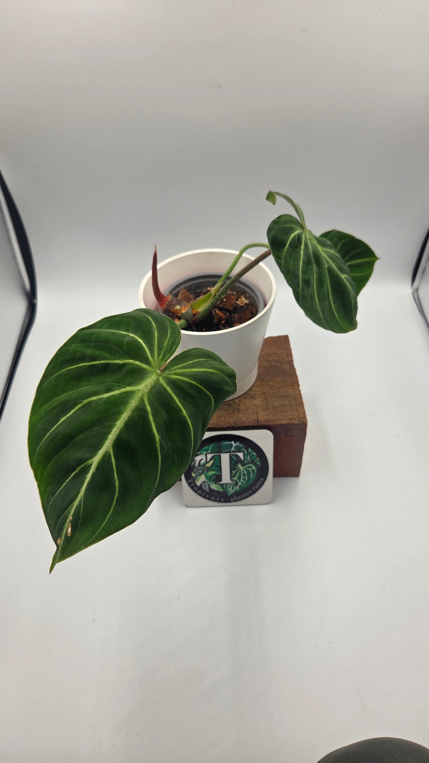 Philodendron Gloriosum Pink (PHI-1047)