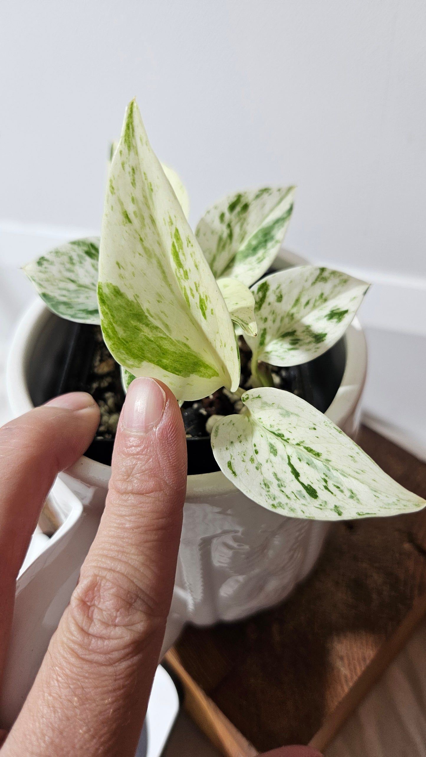 Epipremnum Aureum Marble Queen "version Snow Queen" (EPI-177)