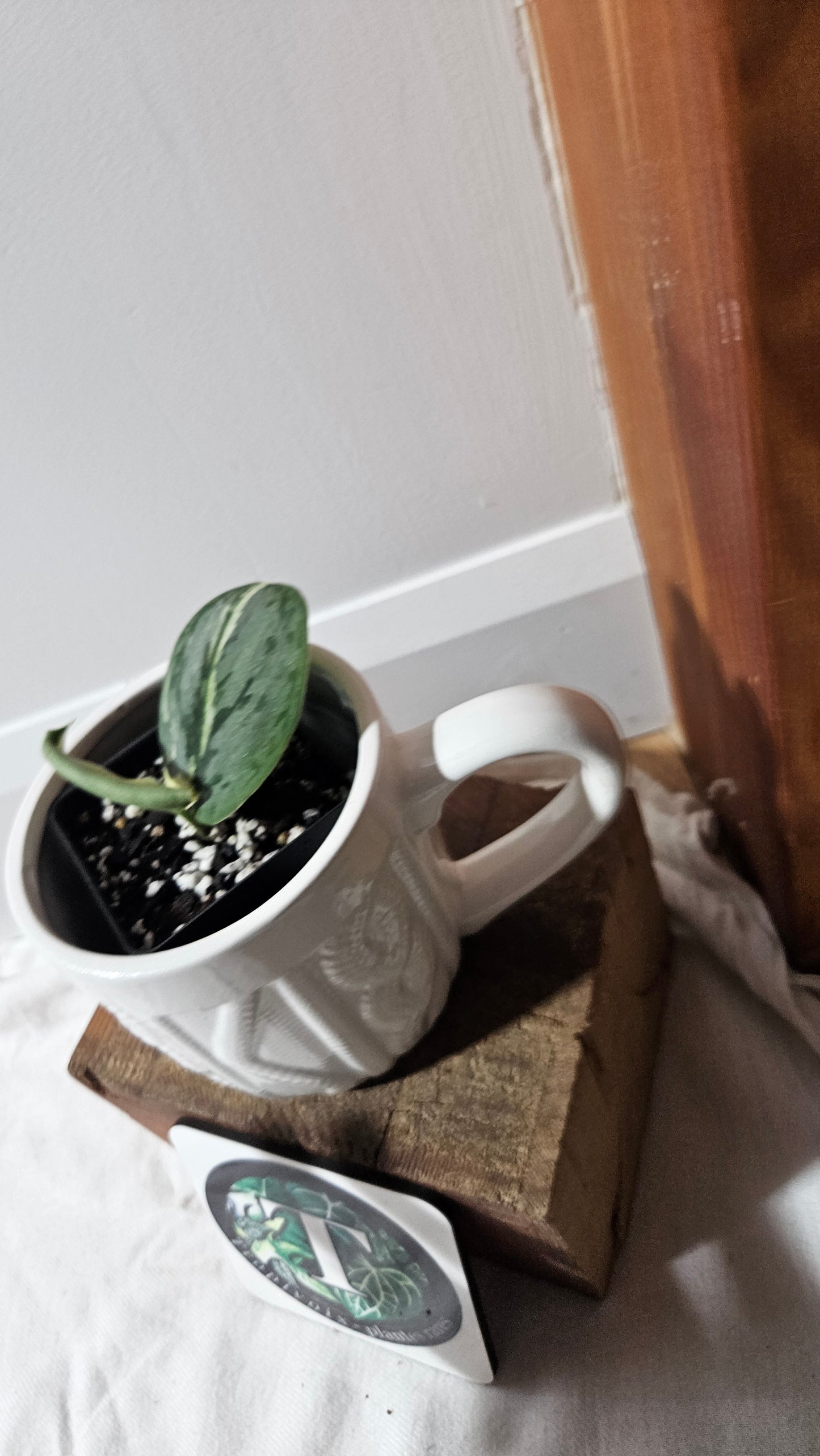 Scindapsus Jung jung Buih (SCI-1292)