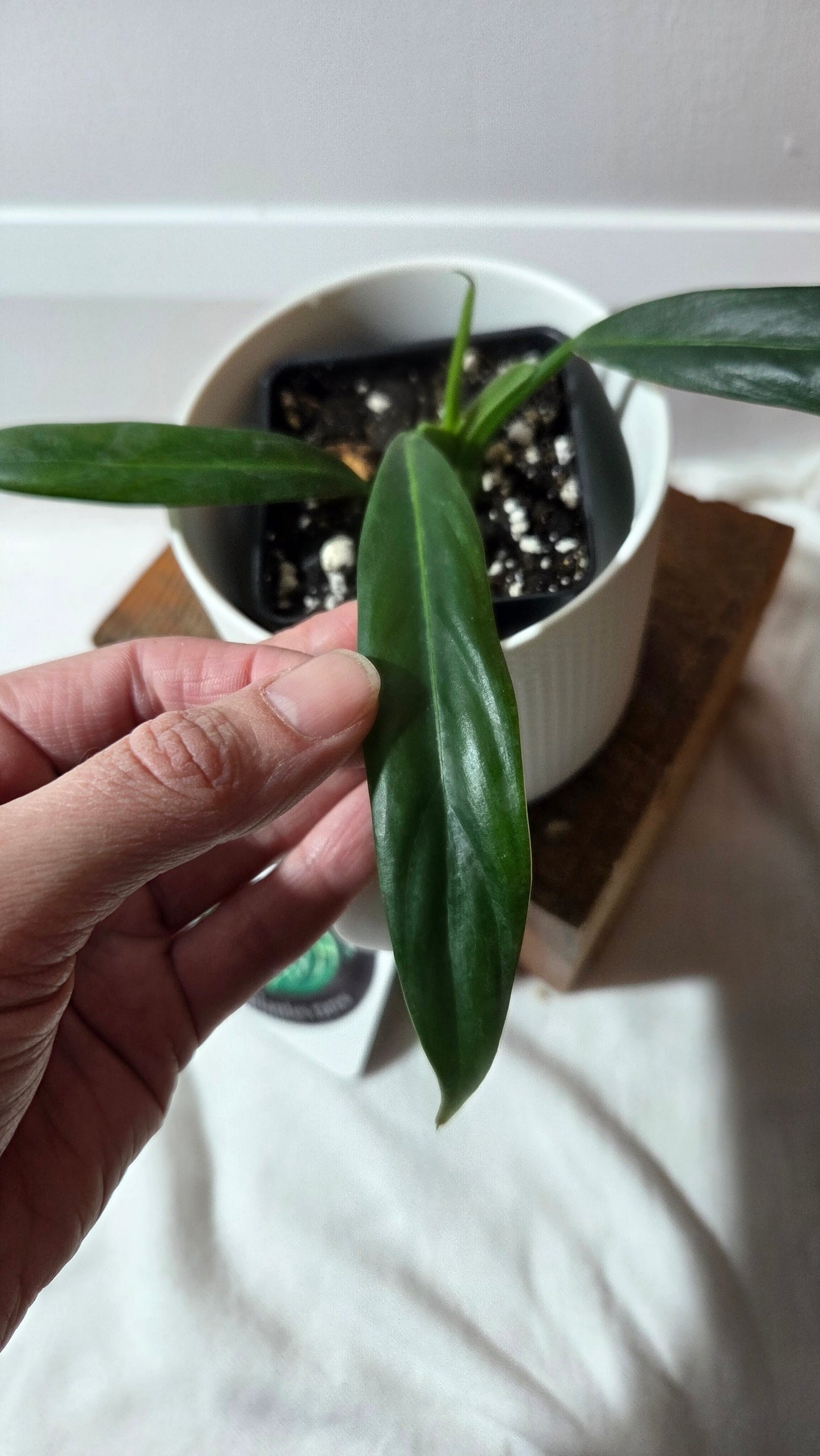 Philodendron Acutifolium (PHI-974)