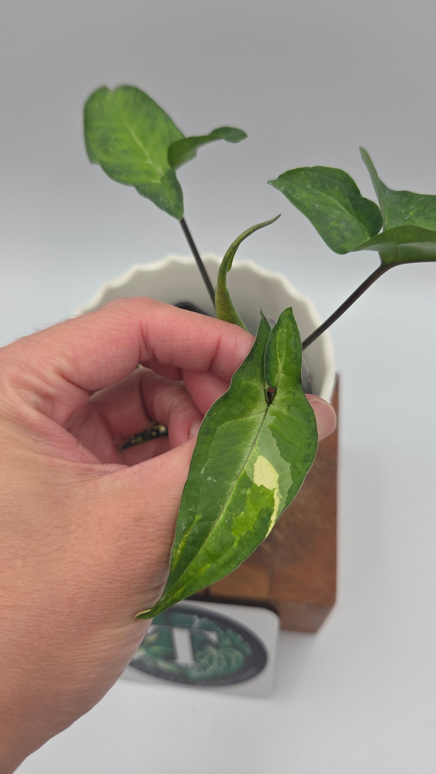 Syngonium Angustatum Albo (SYN-509)