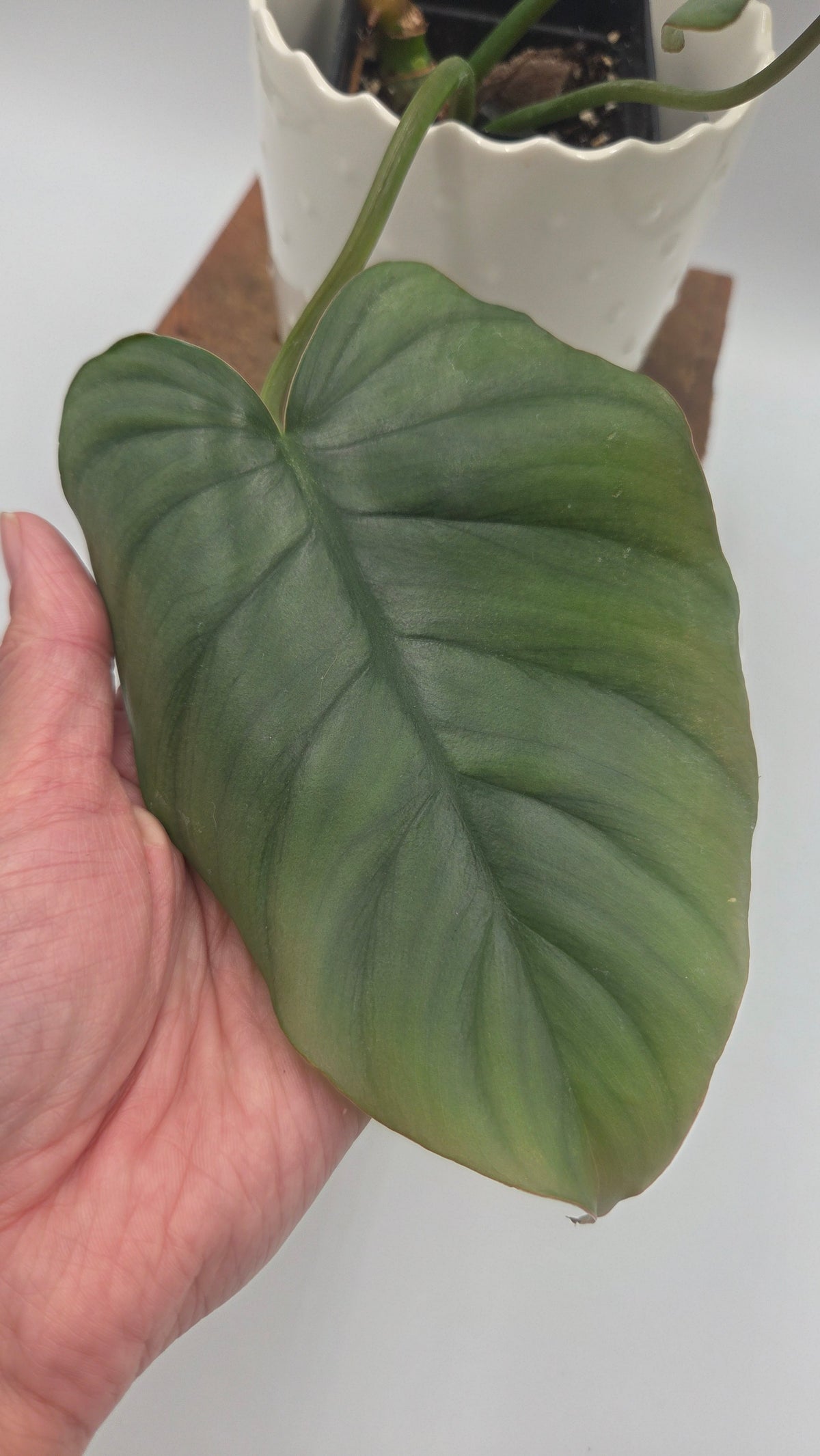 Philodendron Plowmanii X Mayoi (PHI-1093)