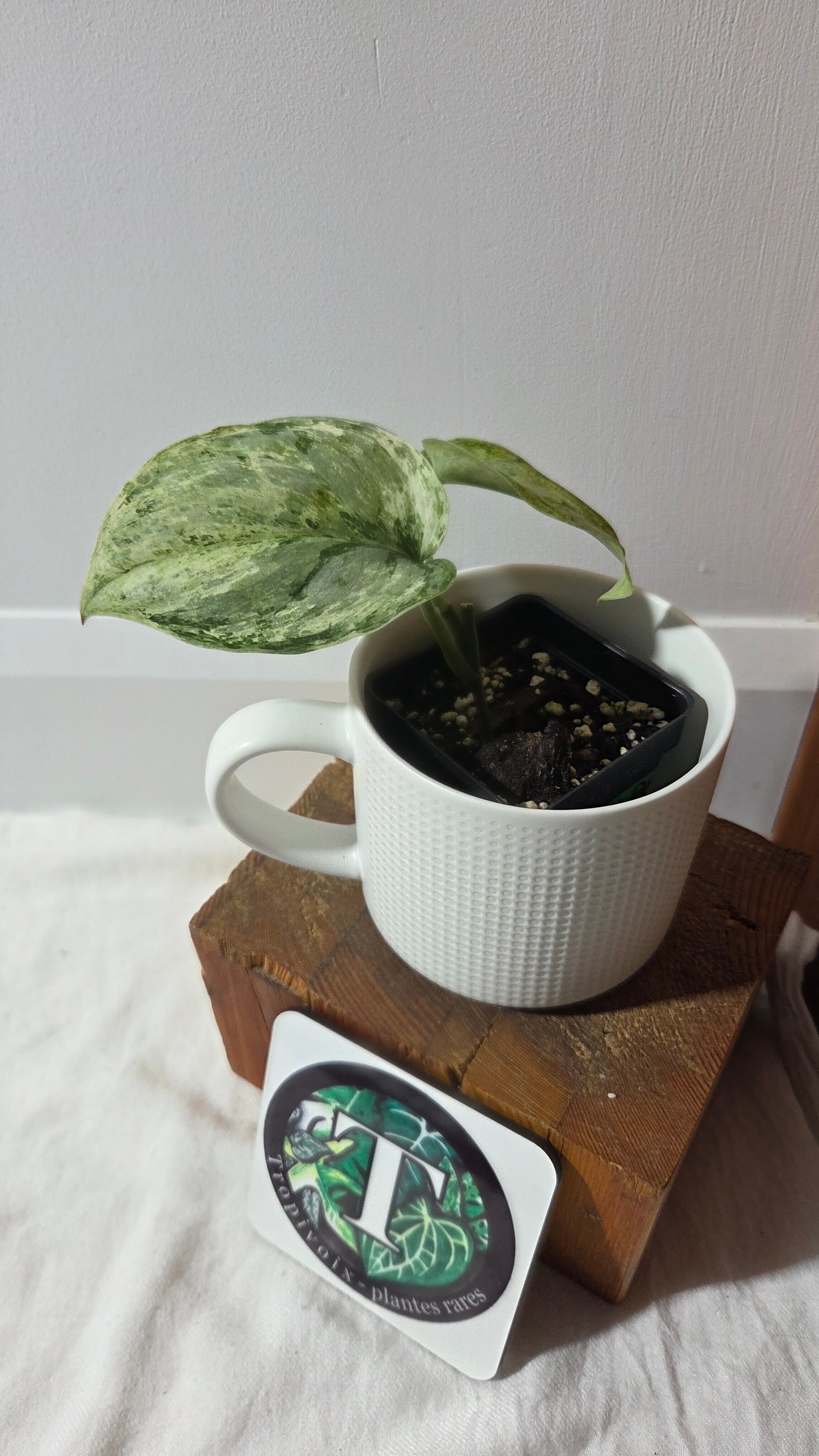 Scindapsus Peasun (SCI-1354)