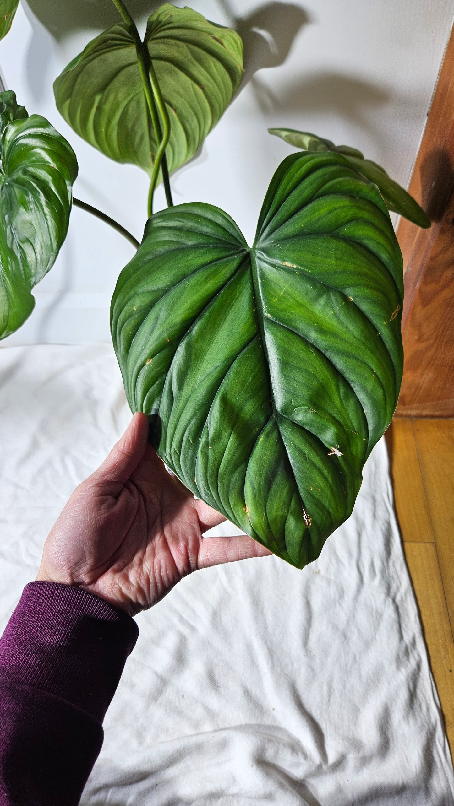 Philodendron Aff Colombia Black(PHI-638)