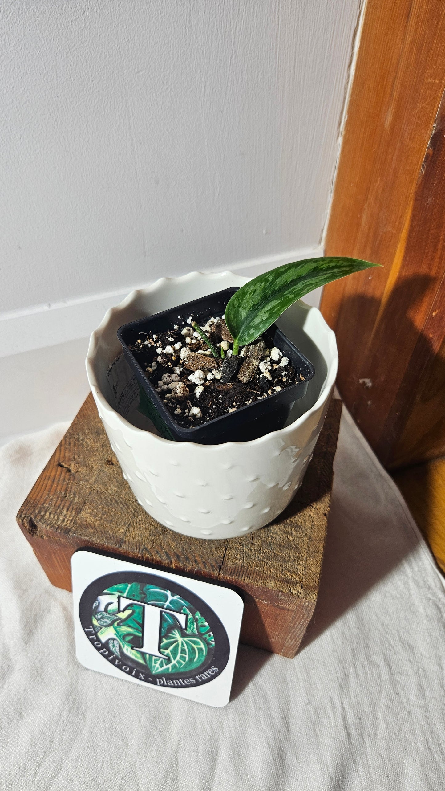 Scindapsus Spears (SCI-949)