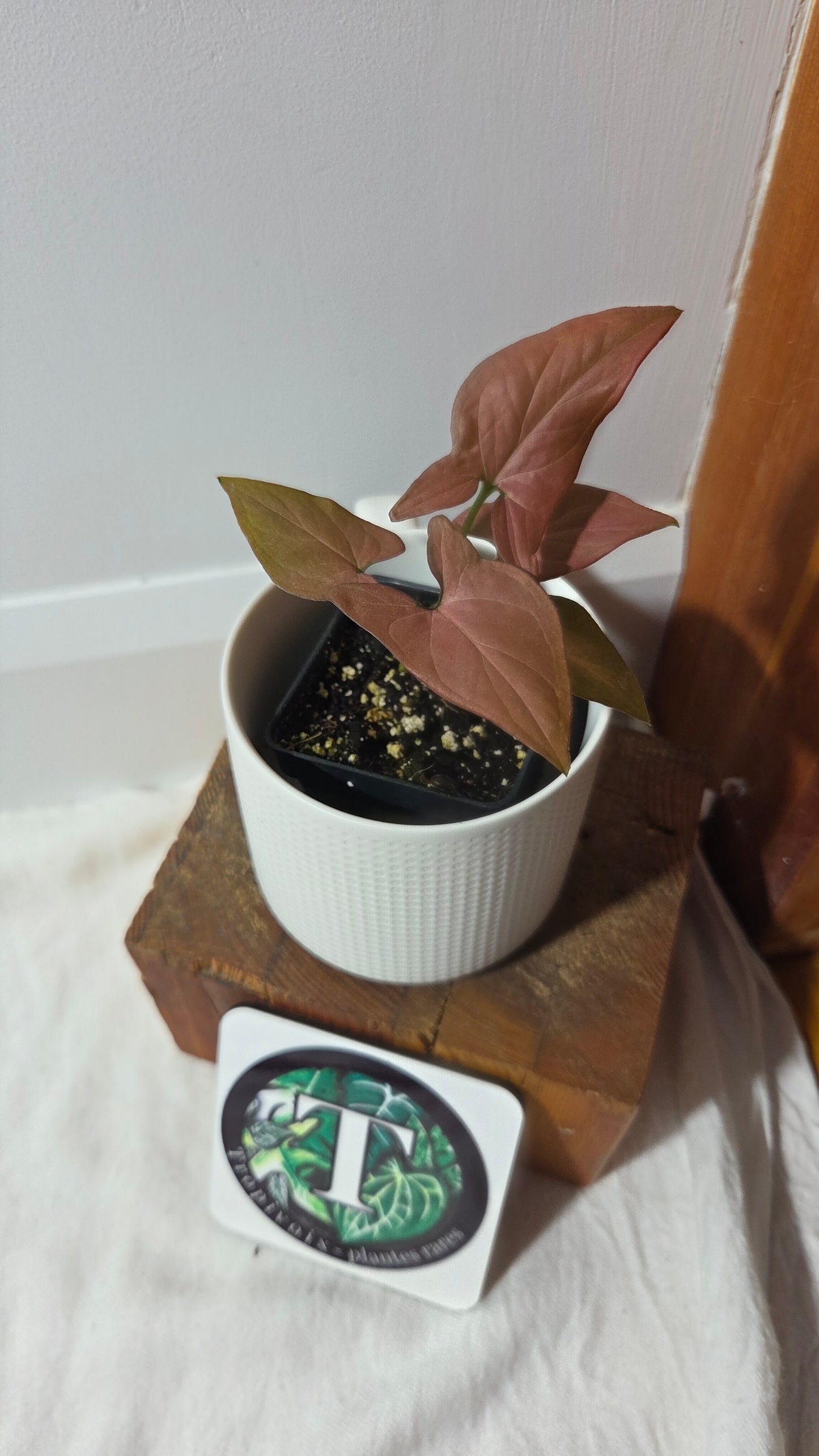 Syngonium Pink Perfection (SYN-488)