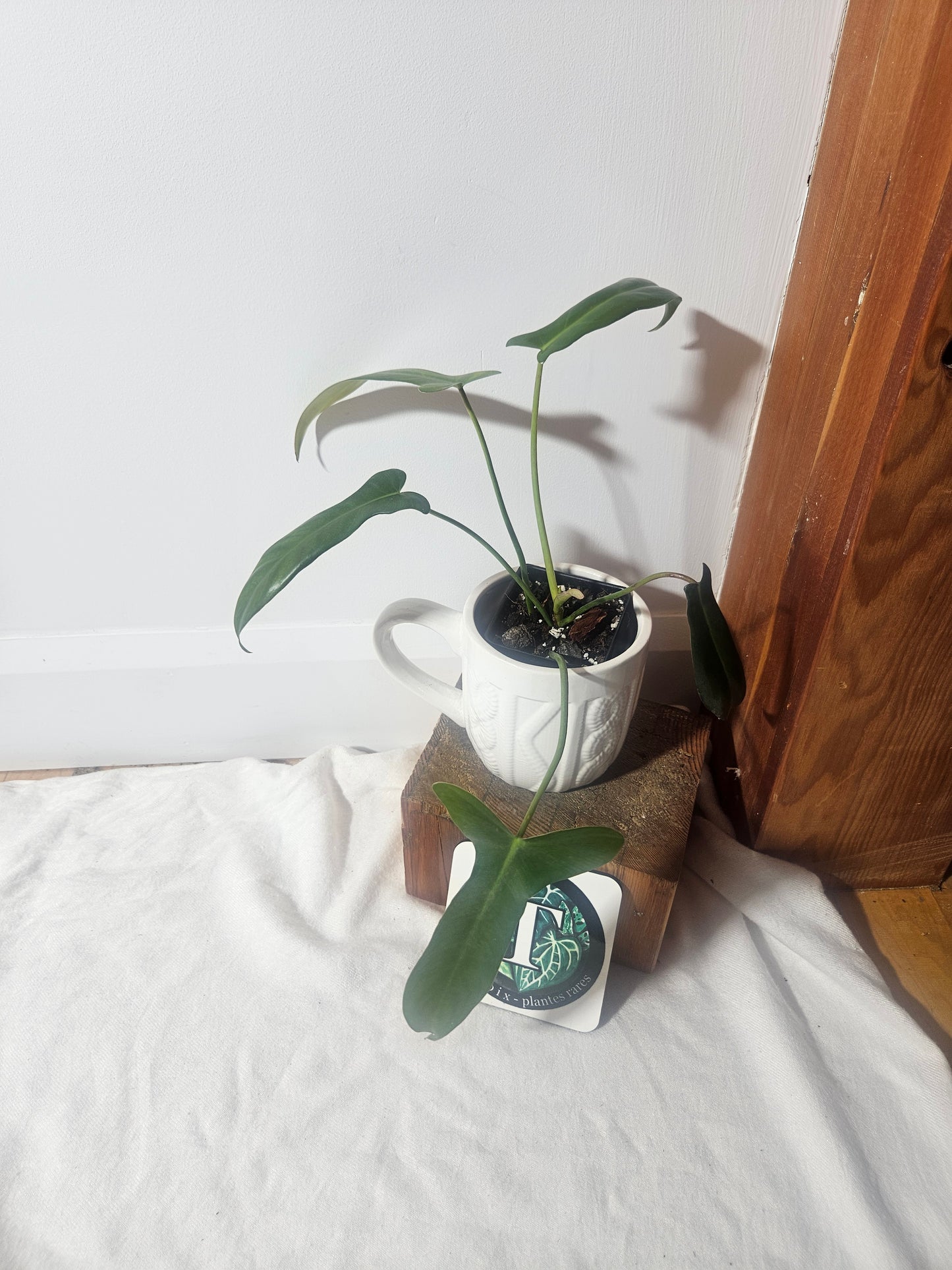 Philodendron Longilobatum (PHI-401)