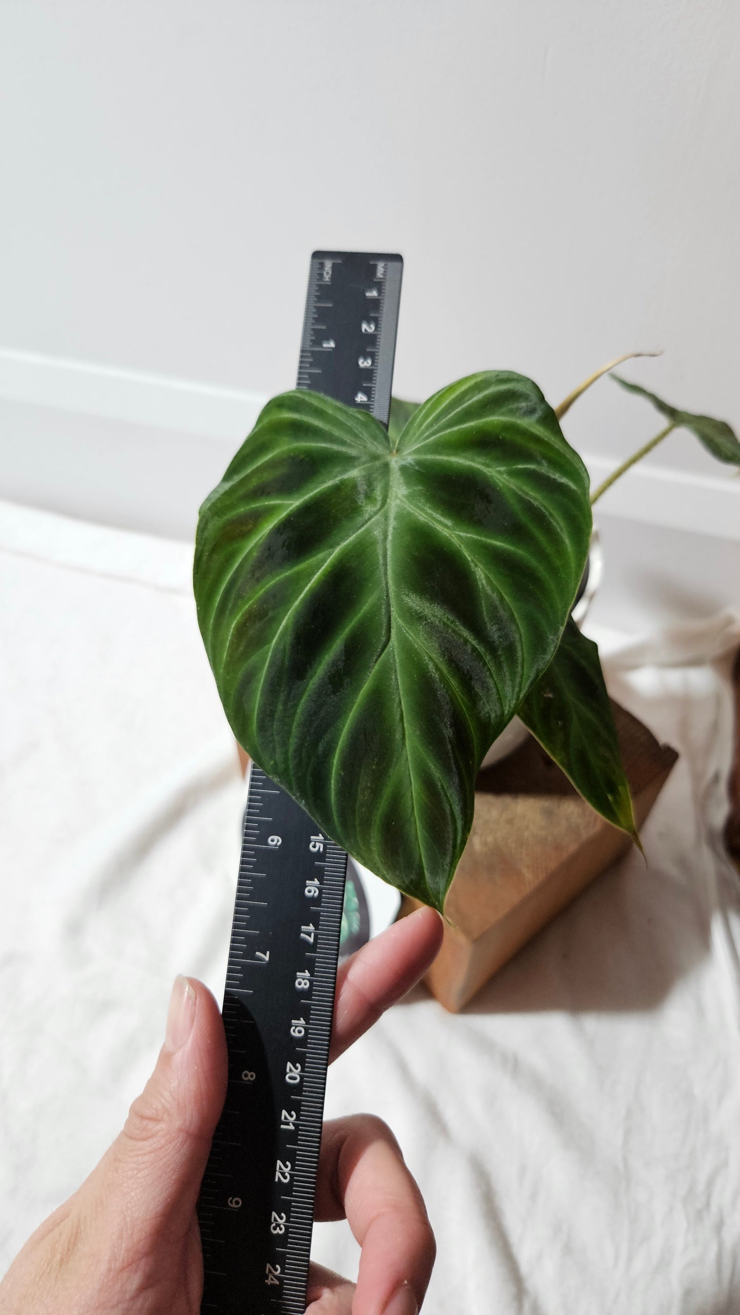 Philodendron Verrucosum Glow (PHI-809)