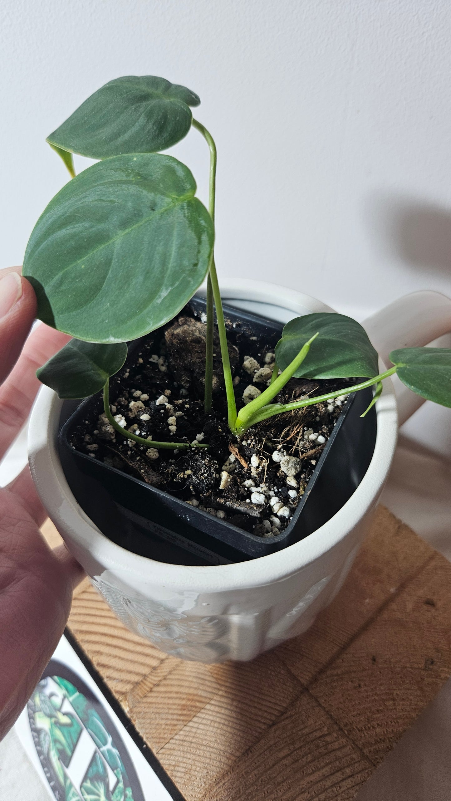 Philodendron Sharoniae (PHI-649)