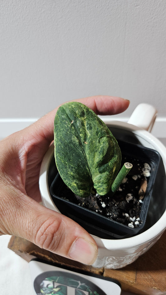 Scindapsus Silver Splash Tricolore (SCI-1231)
