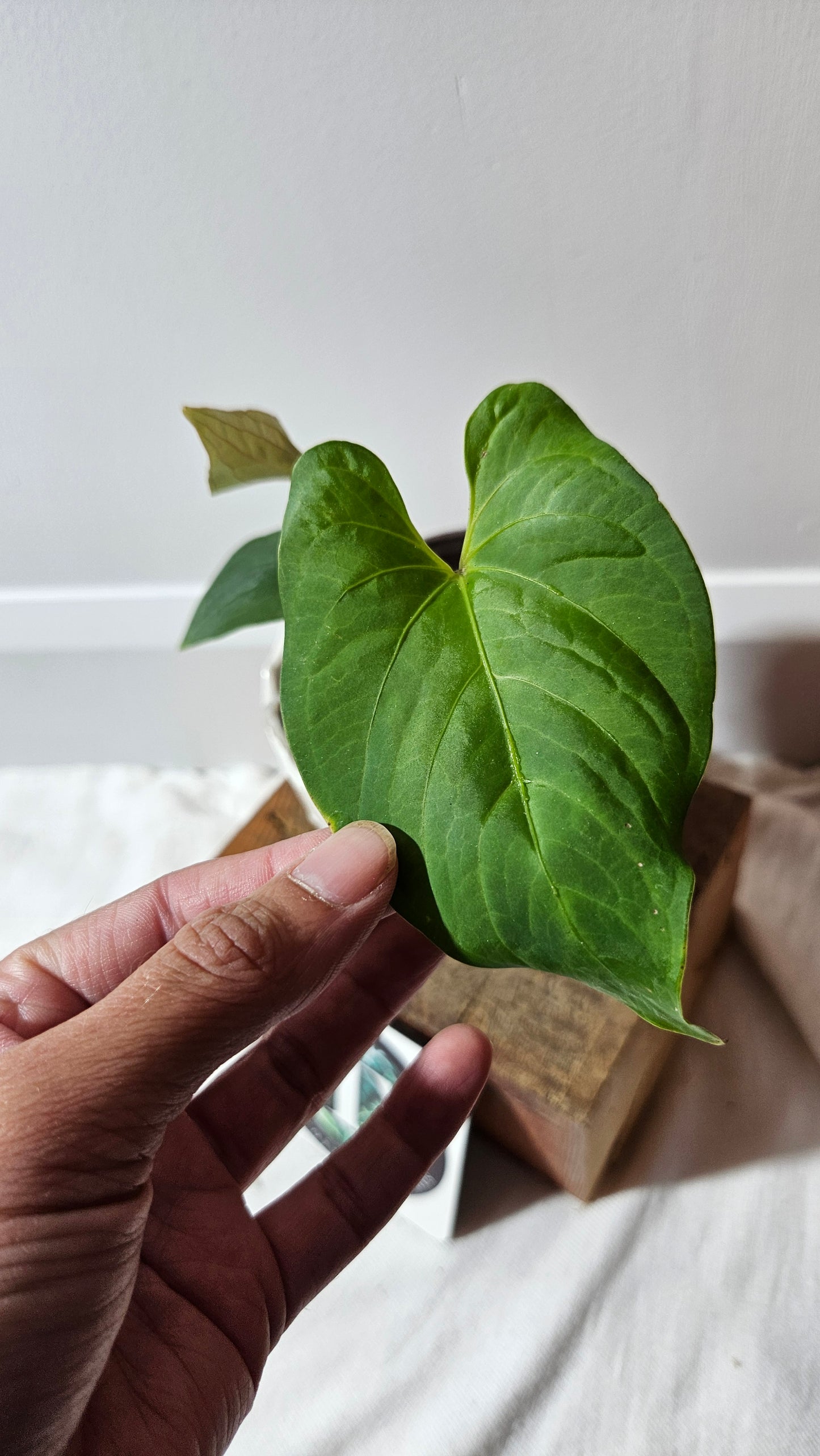 Anthurium  Tiwintza Aff Velvet "format MOYEN" (ANT-227)