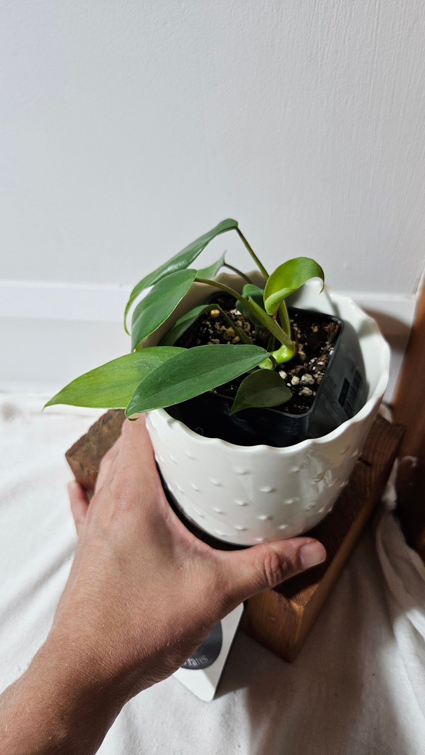 Philodendron Mayoi (PHI-855)