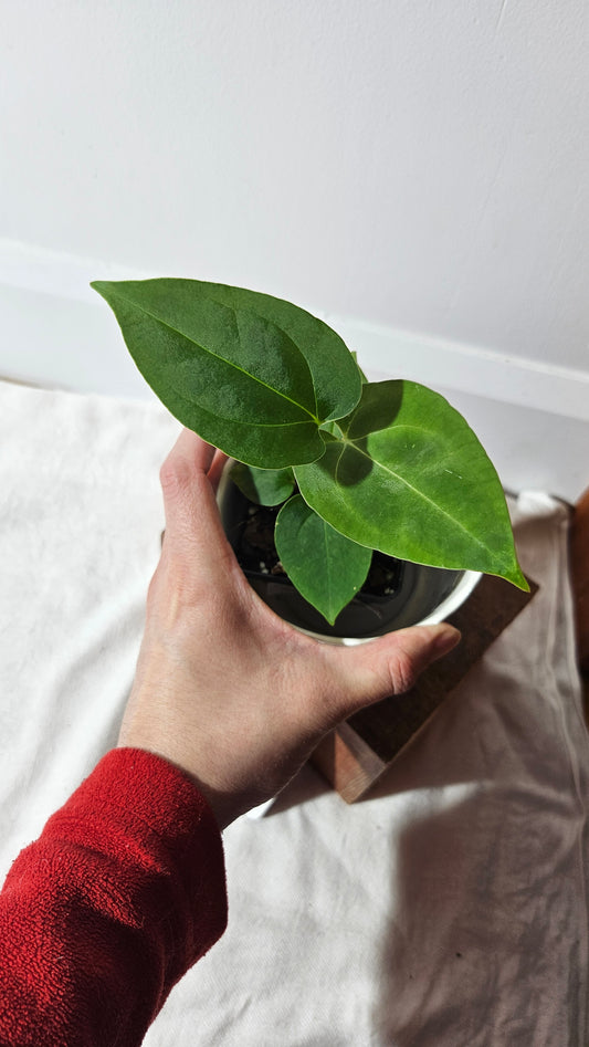 Anthurium Metallicum X Besseae "Format PETIT" (ANT-411)