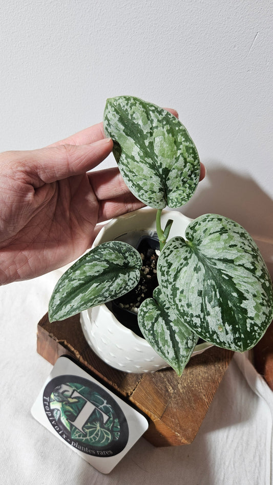 Scindapsus Tricolore silver Platinum (SCI-994)