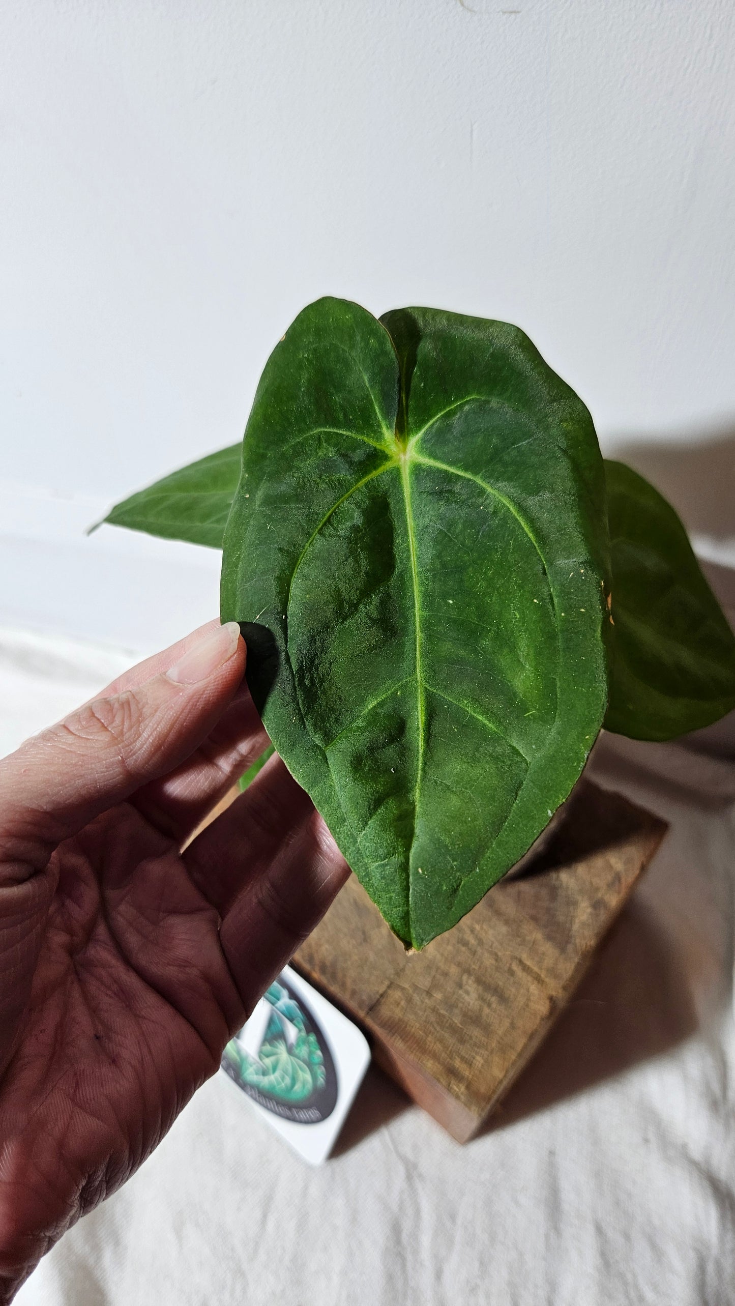 Anthurium Goliath "format MOYEN" (ANT-256)