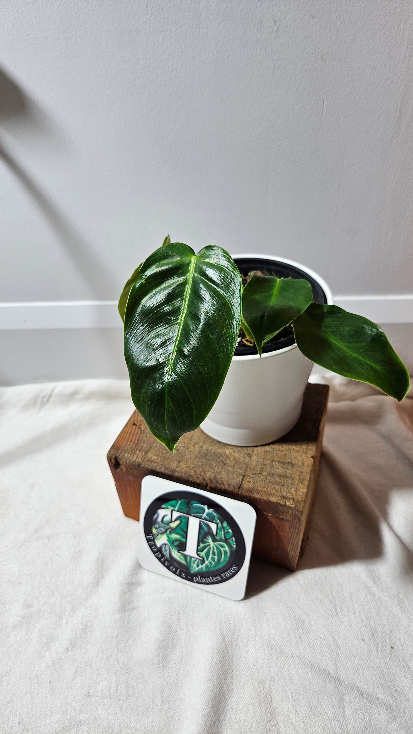 Philodendron Esmeraldense (PHI-528)