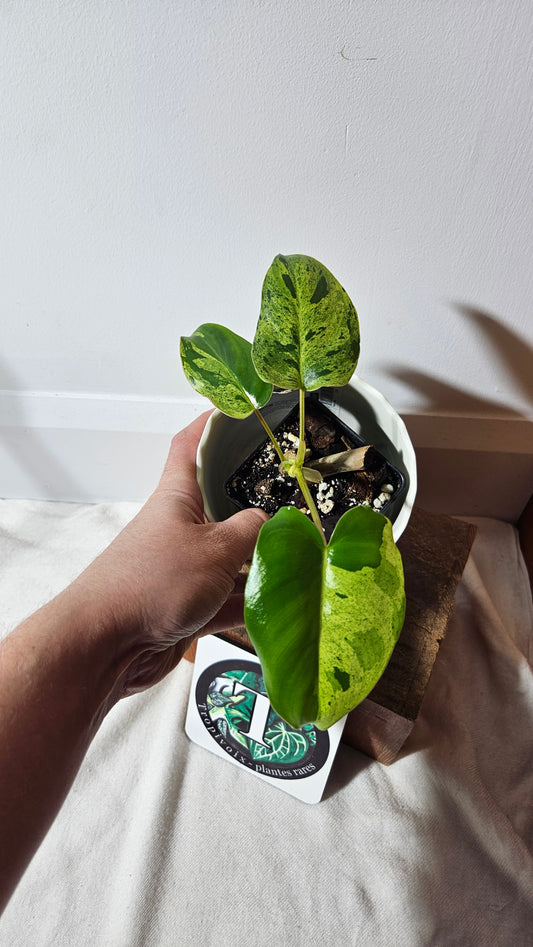 Philodendron BurleMarx Variegata  X Paraiso Verde (PHI-740)