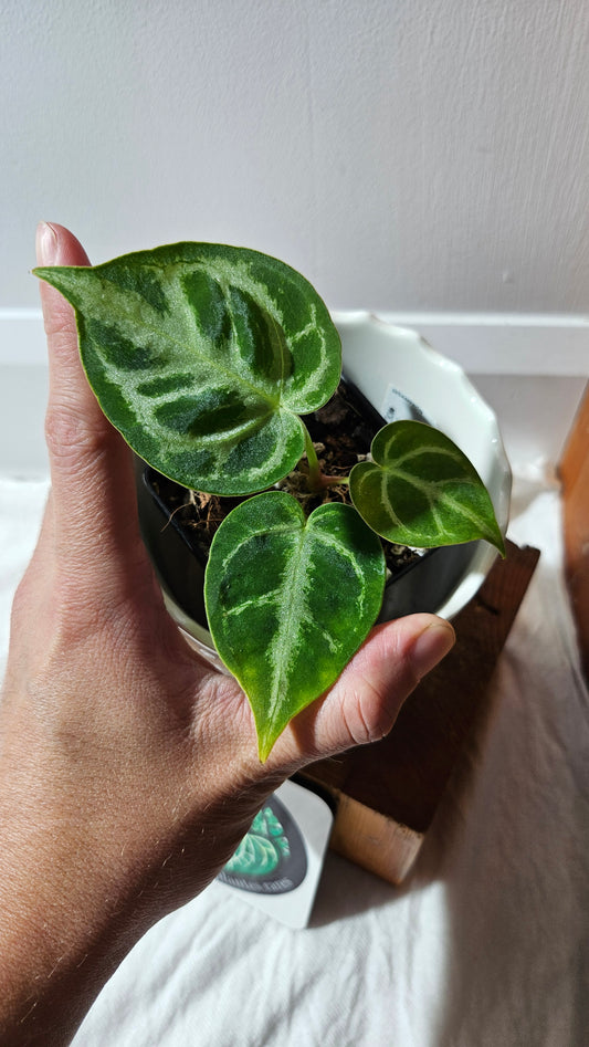 Anthurium Dorayaki Silver "format PETIT"( ANT-571)