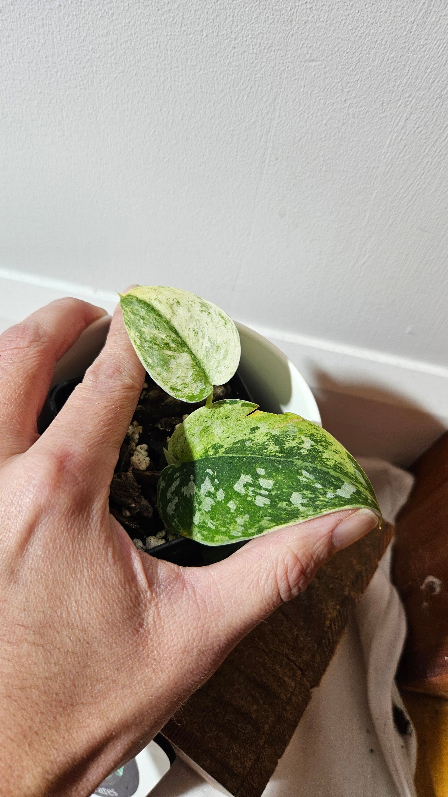 Scindapsus Argyraeus Permata (SCI-1346)