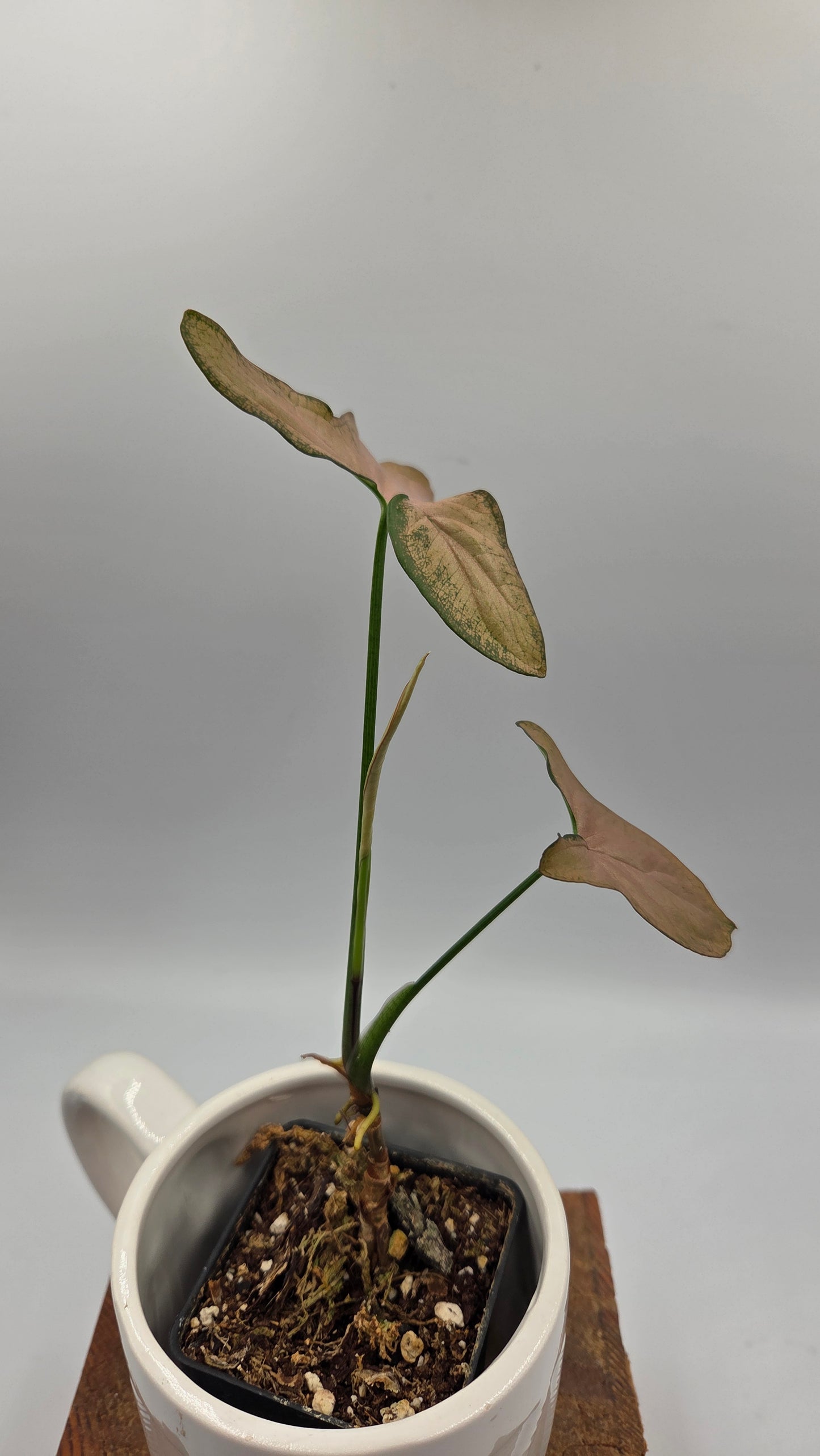 Syngonium Black Pink (SYN-525)