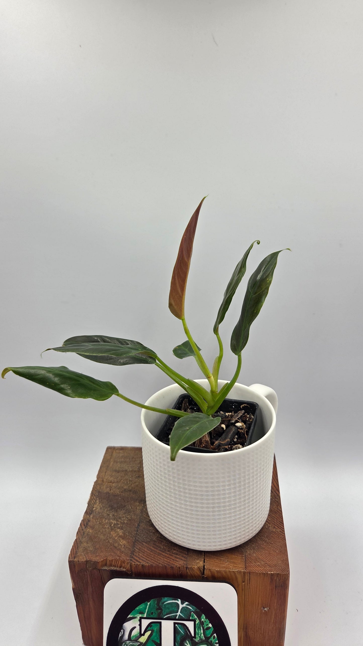 Philodendron Subhastatum Blood (PHI-1029)
