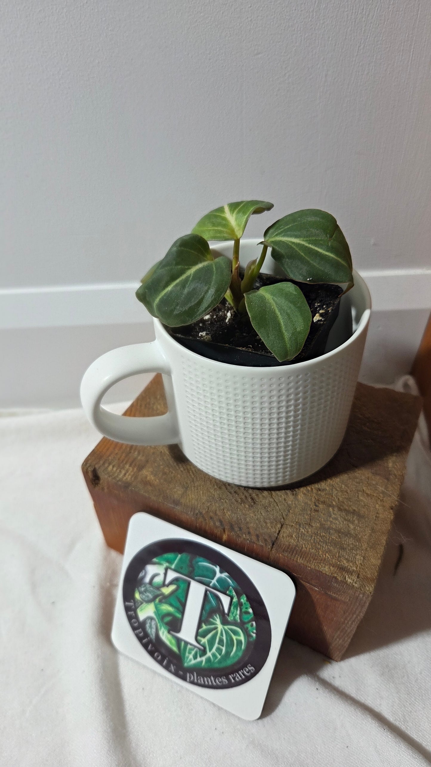 Philodendron Gloriosum Silver (PHI-317)