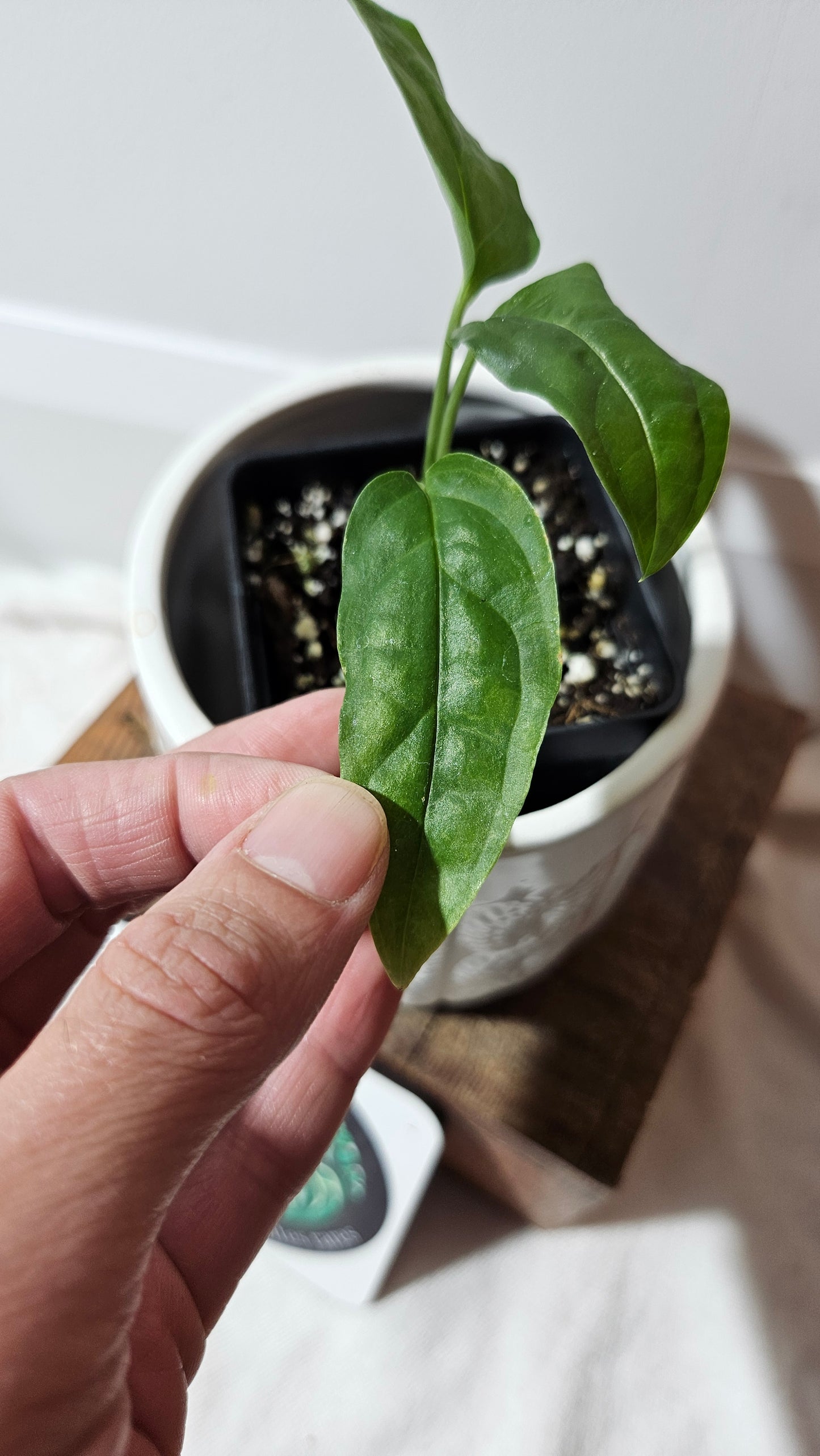 Monstera Obliqua Aff Amazonas (MON-181)