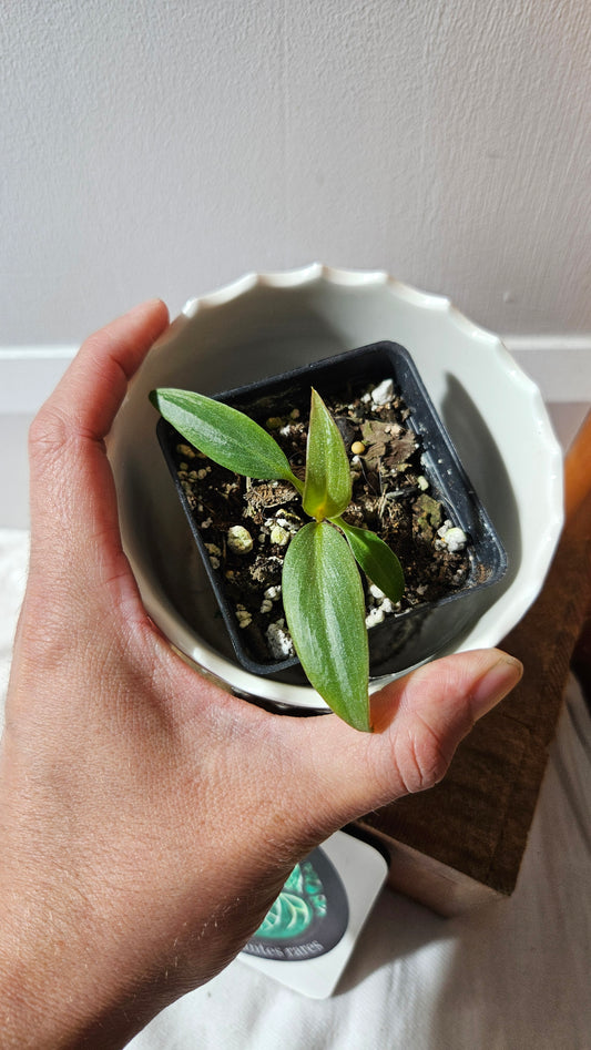 Philodendron Maximum (PHI-879)