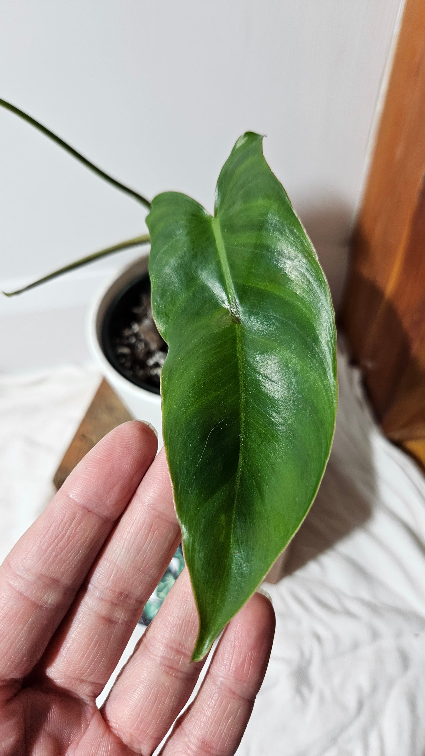 Philodendron Paraiso Verde (PHI-538)