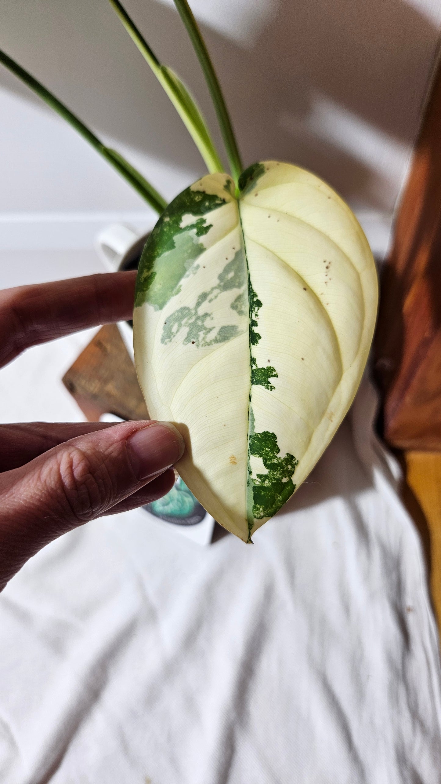 Syngonium Chiapense Albo (SYN-481)